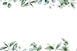 Eucalyptus 8'