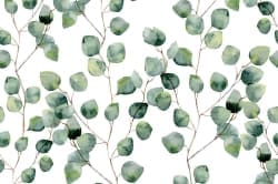 Eucalyptus 8'