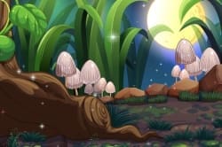 Enchanted Mushrooms