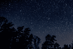 Stars-Trees-10